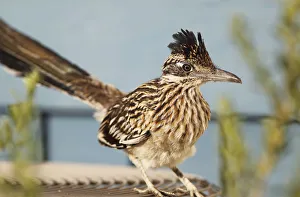 Roadrunner perched on an Air Conditioning Unit Roadrunner perched on an Air Conditioning Unit