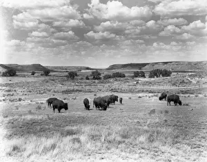 Roaming Buffalo Print, 1965