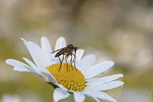 Robber fly -Asilidae- on a chamomile or camomile flower -Matricaria chamomilla Robber fly -Asilidae- on a chamomile or camomile flower -Matricaria chamomilla