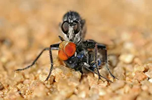 Robber Fly -Asilidae- with prey, Goegap Nature Reserve, Namaqualand, South Africa, Africa Robber Fly -Asilidae- with prey, Goegap Nature Reserve, Namaqualand, South Africa, Africa