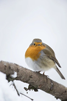 Robin -Erithacus rubecula-, Bensberg, Bergisches Land, North Rhine-Westphalia, Germany Robin -Erithacus rubecula-, Bensberg, Bergisches Land, North Rhine-Westphalia, Germany