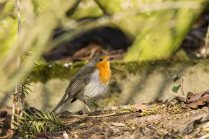 Robin -Erithacus rubecula- perched on a log, Fuldabruck, Fuldabruck, Hesse, Germany Robin -Erithacus rubecula- perched on a log, Fuldabruck, Fuldabruck, Hesse, Germany