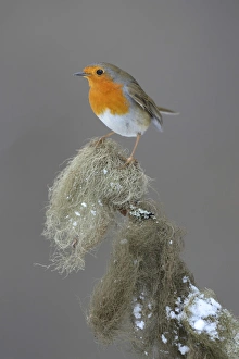 Robin -Erithacus rubecula- perched on a spruce branch covered in beard lichen Robin -Erithacus rubecula- perched on a spruce branch covered in beard lichen