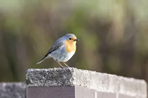 Robin -Erithacus rubecula-, perched on a stone wall, Fuldabruck, Fuldabruck, Hesse Robin -Erithacus rubecula-, perched on a stone wall, Fuldabruck, Fuldabruck, Hesse