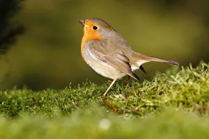 Robin -Erithacus rubecula- standing on moss, Neunkirchen, Siegerland district Robin -Erithacus rubecula- standing on moss, Neunkirchen, Siegerland district