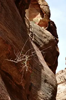 Arid Climate Landscapes Prints: Rock