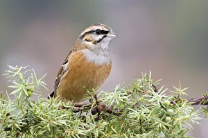 Rock Bunting -Emberiza cia-, Tyrol, Austria Rock Bunting -Emberiza cia-, Tyrol, Austria