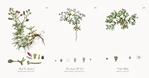 Rock Sea Sandwort, Spergularia rupestris, Victorian Botanical Illustration, 1863 Rock Sea Sandwort, Spergularia rupestris, Victorian Botanical Illustration, 1863