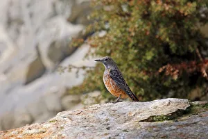 Rock Thrush (Monticola saxatilis), males in eclipse plumage, Alpine Zoo Innsbruck, Tyrol, Austria, Europe Rock Thrush (Monticola saxatilis), males in eclipse plumage, Alpine Zoo Innsbruck, Tyrol, Austria, Europe