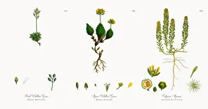 Rock Whitlow Grass, Draba Rupestris, Victorian Botanical Illustration, 1863 Rock Whitlow Grass, Draba Rupestris, Victorian Botanical Illustration, 1863