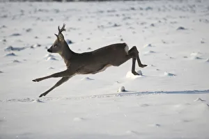Roe deer (Capreolus capreolus) jumping in snow, Allgaeu, Bavaria, Germany, Europe Roe deer (Capreolus capreolus) jumping in snow, Allgaeu, Bavaria, Germany, Europe