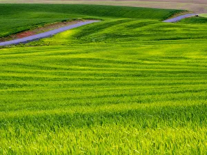 Rolling Green Hills of Spring Wheat With Road running through, Palouse, Idaho, USA Rolling Green Hills of Spring Wheat With Road running through, Palouse, Idaho, USA