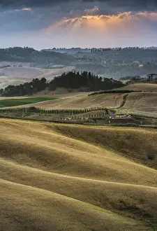 Hilly Farmland Photography Prints: Rolling hills, cornfields at dusk, Villamagna, Tuscany, Italy, Europe