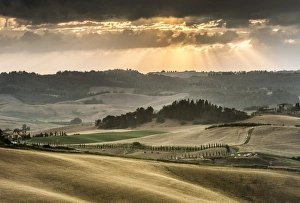 Rolling hills with dark atmospheric clouds, corn fields at dusk, Villamagna, Tuscany Rolling hills with dark atmospheric clouds, corn fields at dusk, Villamagna, Tuscany