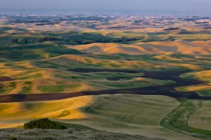Rolling landscape with fields of pea and wheat in Palouse region, Washington State, USA Rolling landscape with fields of pea and wheat in Palouse region, Washington State, USA