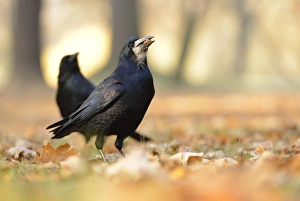 Rook -Corvus frugilegus- with a hazelnut in its beak, on autumn leaves, Leipzig, Saxony Rook -Corvus frugilegus- with a hazelnut in its beak, on autumn leaves, Leipzig, Saxony