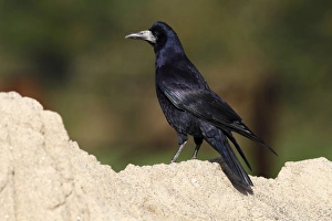 Rook -Corvus frugilegus-, standing on a sandy mount, Baltic island of Fehmarn Rook -Corvus frugilegus-, standing on a sandy mount, Baltic island of Fehmarn