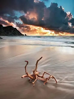 Portuguese Landscapes Prints: The root