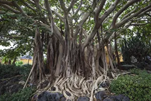 Roots, Ficus socotrana (Ficus socotrana), botanical garden, Jardin Botanico Canario Roots, Ficus socotrana (Ficus socotrana), botanical garden, Jardin Botanico Canario