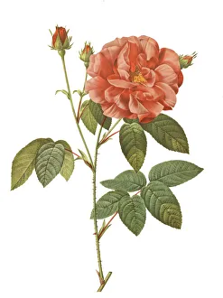 Magical world illustration/botanical illustrations/rosa gallica officinalis Magical world illustration/botanical illustrations/rosa gallica officinalis