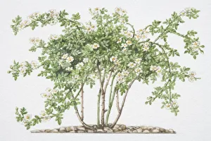 Rosa sempervirens, white wild roses on long, clambering, spiny stalks Rosa sempervirens, white wild roses on long, clambering, spiny stalks