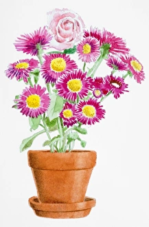 Rosa, single pink Rose and Chrysanthemum Sp. pink flowers with yellow stamens growing in terracotta pot Rosa, single pink Rose and Chrysanthemum Sp. pink flowers with yellow stamens growing in terracotta pot