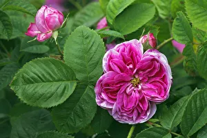 Rose, Gallica rose variety Duc de Fitzjames, historic rose variety from 1837 with fragrant flowers Rose, Gallica rose variety Duc de Fitzjames, historic rose variety from 1837 with fragrant flowers