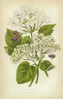 Magical world illustration/botanical illustrations/rose guelder rose viburnum berry rose hips Magical world illustration/botanical illustrations/rose guelder rose viburnum berry rose hips