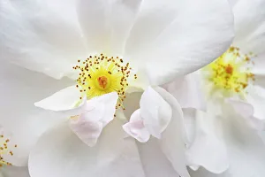 Rose Margaret Merril, white floribunda rose, detail of blossoms Rose Margaret Merril, white floribunda rose, detail of blossoms