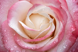 Rose -Rosa-, flower with water droplets, close-up Rose -Rosa-, flower with water droplets, close-up