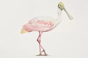 Images Dated 10th July 2006: Roseate Spoonbill (Ajaia ajaja), tall bird with a pink and white body and a green head and long beak
