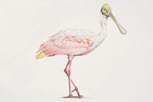 Roseate Spoonbill (Ajaia ajaja), tall bird with a pink and white body and a green head and long beak Roseate Spoonbill (Ajaia ajaja), tall bird with a pink and white body and a green head and long beak