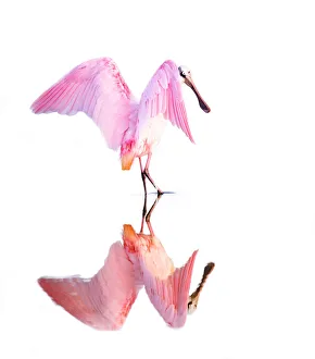 Roseate Spoonbill (Platalea ajaja) Dance and Reflection Roseate Spoonbill (Platalea ajaja) Dance and Reflection