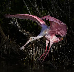 Roseate Spoonbill Wings Spread Against Dark Background at Fort Myers Beach, Florida Roseate Spoonbill Wings Spread Against Dark Background at Fort Myers Beach, Florida