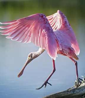 Roseate Spoonbill Wings Spread Stepping at Fort Myers Beach, Florida Roseate Spoonbill Wings Spread Stepping at Fort Myers Beach, Florida
