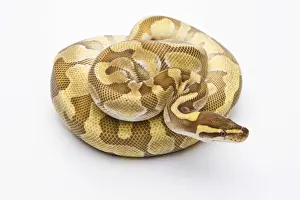 Ball Python Prints: Royal Python -Python regius-, Butter Enchi, male, Markus Theimer reptile breeding, Austria