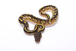 Prints of Royal Python -Python regius-, Mojave Black Head, male, Markus Theimer reptile breeding, Austria Ball Python Prints: Royal Python Mojave Black Head Male Print