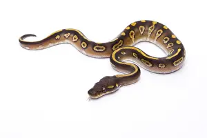 Royal Python Mojave Black Head Print