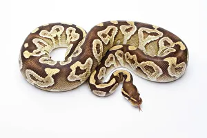 Royal Python -Python regius-, Mojave Razor, female, Markus Theimer reptile breeding, Austria Royal Python -Python regius-, Mojave Razor, female, Markus Theimer reptile breeding, Austria
