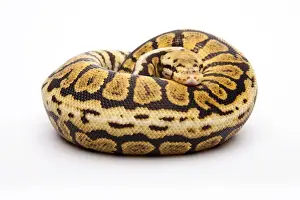 Prints of Royal python -Python regius-, Powerball, male, reptile breeder Willi Obermayer, Austria Ball Python Prints: Royal Python Print - Powerball Male by Willi Obermayer