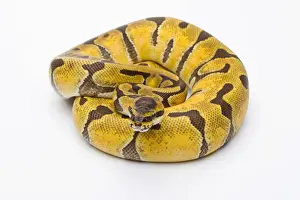 Prints of Royal Python -Python regius-, Super Enchi, female, Markus Theimer reptile breeding, Austria Ball Python Prints: Royal Python Super Enchi Female Print