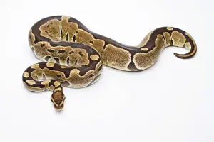 Ball Python Prints: Royal Python -Python regius-, Super Razor