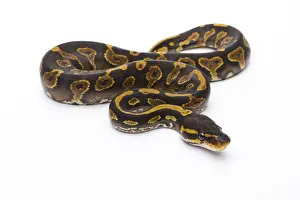 Prints of Royal Python -Python regius-, Yellow Belly Black Head, female, Markus Theimer reptile breeding, Austria Ball Python Prints: Royal Python Yellow Belly Black Head Female Print