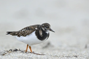Ruddy Turnstone -Arenaria interpres- in search of food, Dune island, Helgoland Ruddy Turnstone -Arenaria interpres- in search of food, Dune island, Helgoland