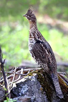 Nature wildlife/jim cumming photography/ruffed grouse bonasa umbellus Nature wildlife/jim cumming photography/ruffed grouse bonasa umbellus