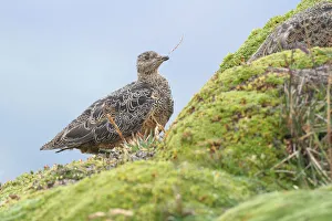Rufous-bellied Seedsnipe (Attagis gayi) foraging f Rufous-bellied Seedsnipe (Attagis gayi) foraging f