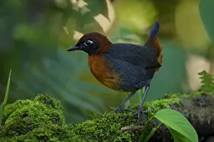Rufous-breasted antthrush (Formicarius rufipectus) Rufous-breasted antthrush (Formicarius rufipectus)
