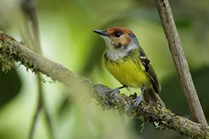 Rufous-crowned Tody-Flycatcher (Poecilotriccus ruficeps) Rufous-crowned Tody-Flycatcher (Poecilotriccus ruficeps)