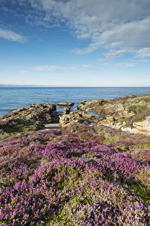 Rugged coastal landscape with flowering heather -Ericaceae- on the Moray Firth at Tarbat Rugged coastal landscape with flowering heather -Ericaceae- on the Moray Firth at Tarbat