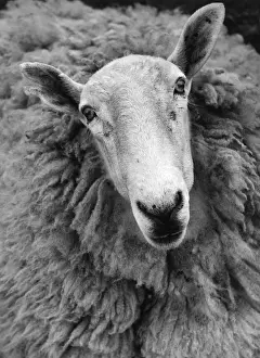 Farm Animals Images Prints: Ruminant